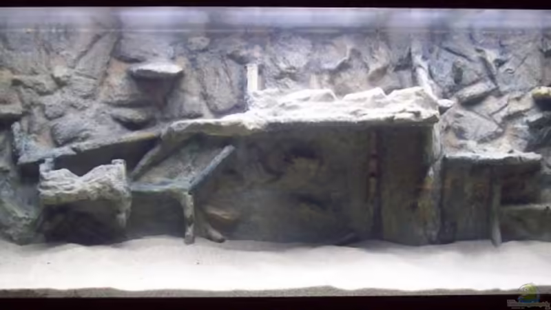 Aquarium Hauptansicht von Becken 14993 Aquarium Hauptansicht von Becken 14993