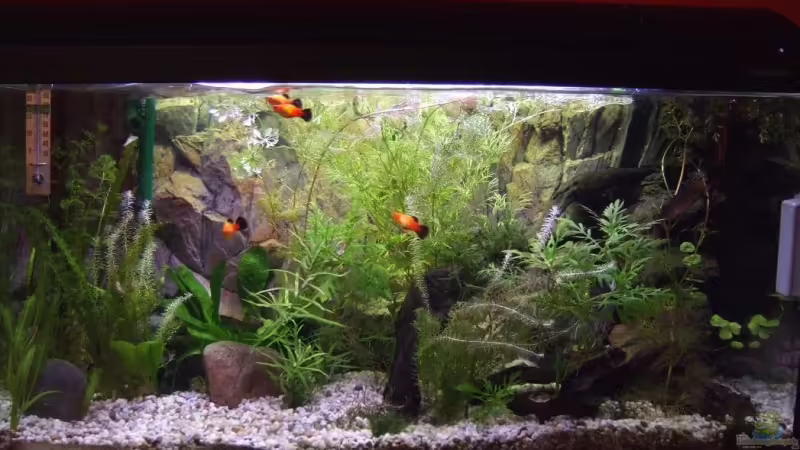 Aquarium Hauptansicht von Becken 14997 Aquarium Hauptansicht von Becken 14997