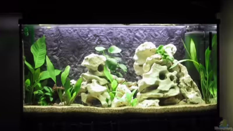 Aquarium Hauptansicht von Becken 15 Aquarium Hauptansicht von Becken 15