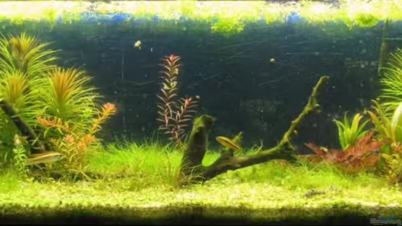 Aquarium Hauptansicht von Becken 15038 Aquarium Hauptansicht von Becken 15038