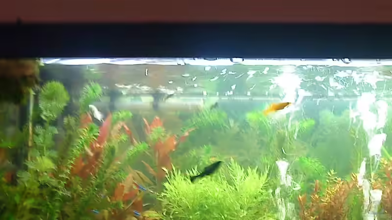 Aquarium Hauptansicht von Becken 15052 Aquarium Hauptansicht von Becken 15052