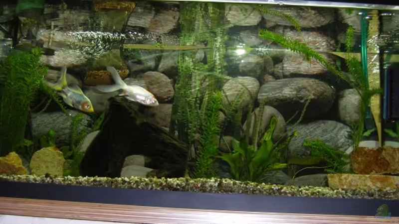 Aquarium Hauptansicht von Becken 15088 Aquarium Hauptansicht von Becken 15088