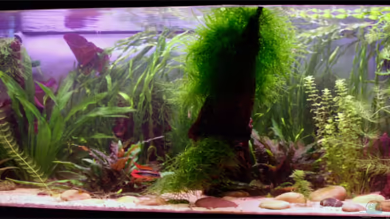 Aquarium Hauptansicht von Becken 1509 Aquarium Hauptansicht von Becken 1509