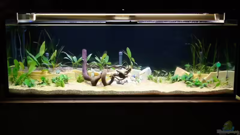 Aquarium Hauptansicht von Becken 15091 Aquarium Hauptansicht von Becken 15091