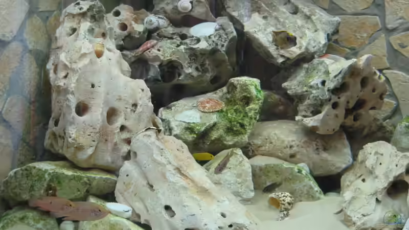 Aquarium Hauptansicht von Becken 1510 Aquarium Hauptansicht von Becken 1510