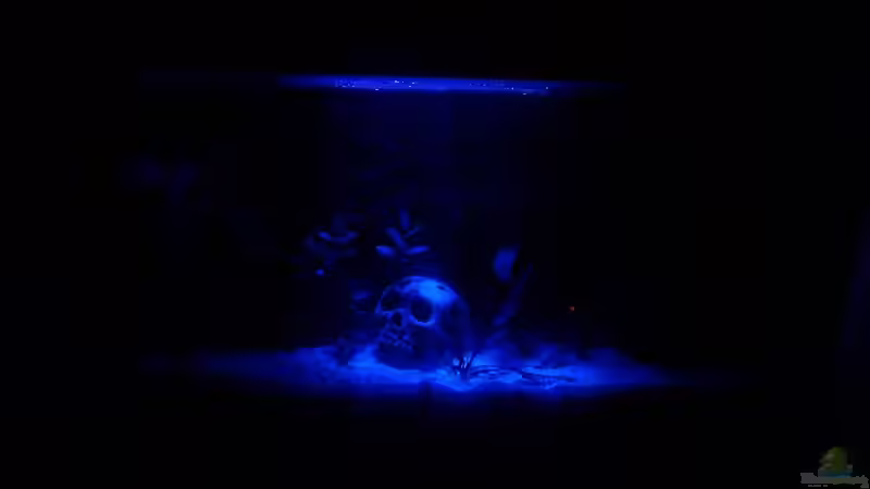 Aquarium Hauptansicht von Becken 15166 Aquarium Hauptansicht von Becken 15166