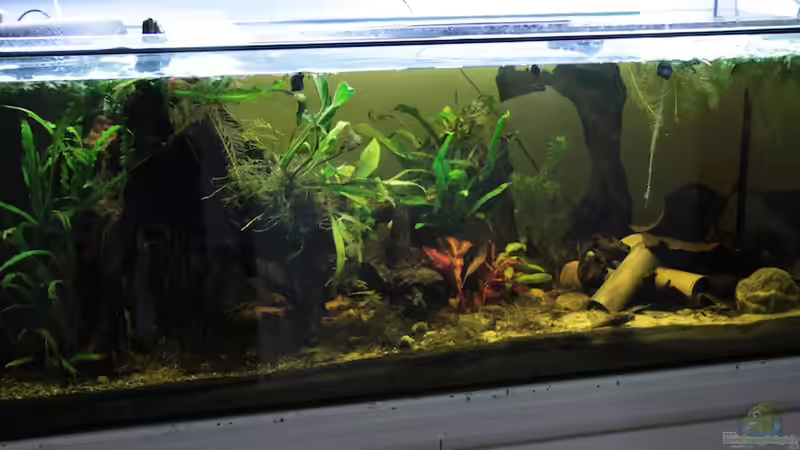 Aquarium Hauptansicht von Becken 15167 Aquarium Hauptansicht von Becken 15167