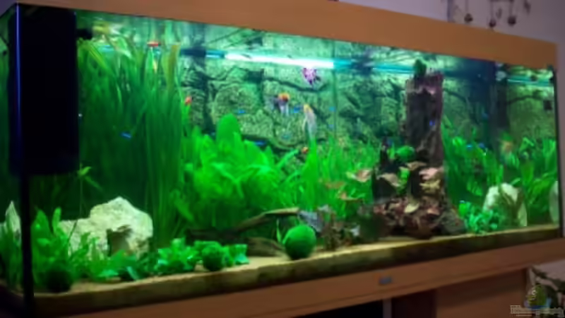 Aquarium Hauptansicht von Becken 15187 Aquarium Hauptansicht von Becken 15187