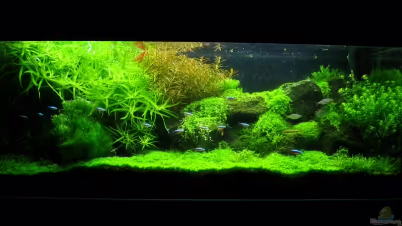 Aquarium Hauptansicht von Becken 1521 Aquarium Hauptansicht von Becken 1521