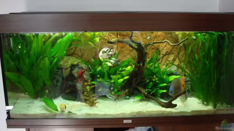 Aquarium Hauptansicht von Becken 15267 Aquarium Hauptansicht von Becken 15267