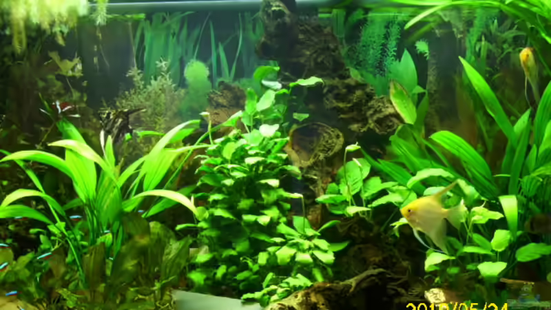 Aquarium Hauptansicht von Becken 15278 Aquarium Hauptansicht von Becken 15278