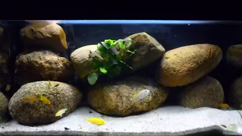 Aquarium Hauptansicht von Becken 15282 Aquarium Hauptansicht von Becken 15282