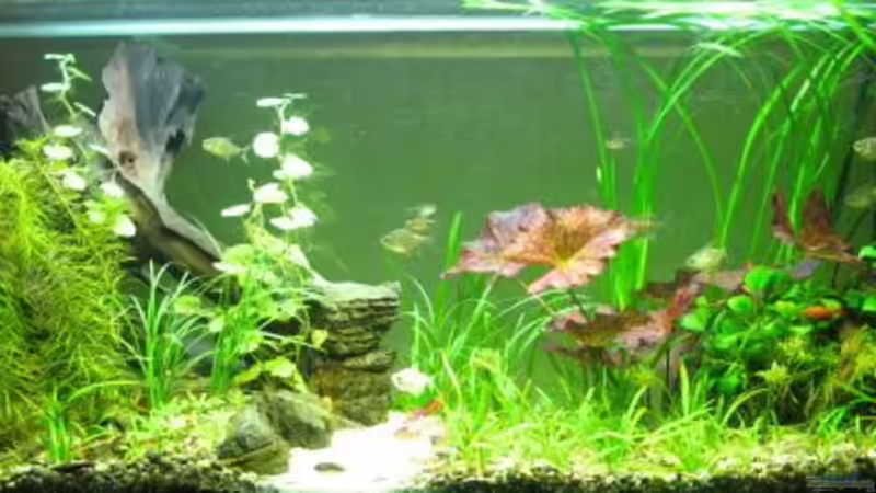 Aquarium Hauptansicht von Becken 15322 Aquarium Hauptansicht von Becken 15322