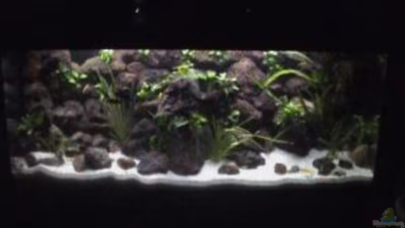 Aquarium Hauptansicht von Becken 1534 Aquarium Hauptansicht von Becken 1534