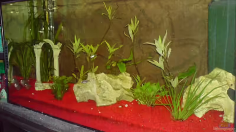 Aquarium Hauptansicht von Becken 15343 Aquarium Hauptansicht von Becken 15343