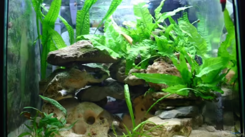 Aquarium Hauptansicht von Becken 1538 Aquarium Hauptansicht von Becken 1538