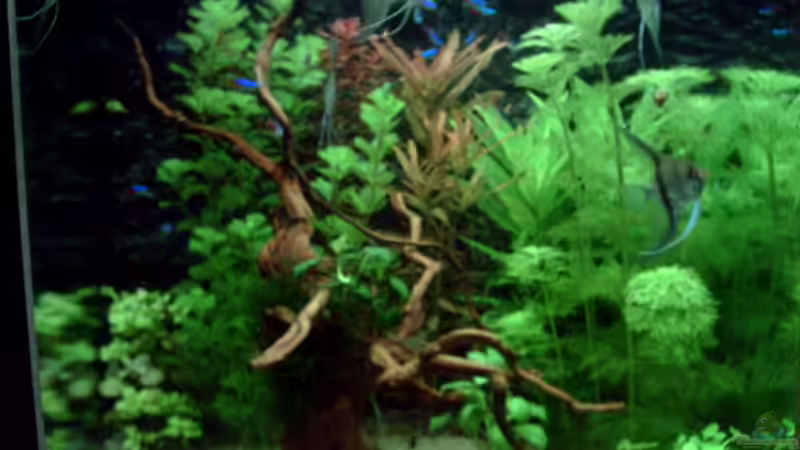 Aquarium Hauptansicht von Becken 15415 Aquarium Hauptansicht von Becken 15415