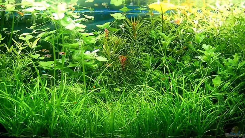 Aquarium Hauptansicht von Becken 15419 Aquarium Hauptansicht von Becken 15419