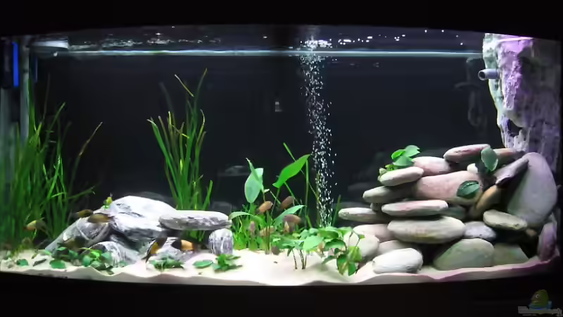 Aquarium Hauptansicht von Becken 1544 Aquarium Hauptansicht von Becken 1544