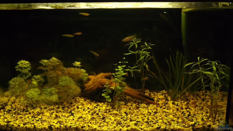 Aquarium Hauptansicht von Becken 15465 Aquarium Hauptansicht von Becken 15465