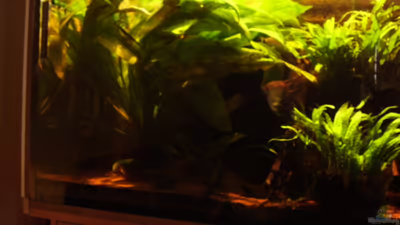 Aquarium Hauptansicht von Becken 15512 Aquarium Hauptansicht von Becken 15512