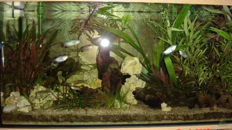 Aquarium Hauptansicht von Becken 1553 Aquarium Hauptansicht von Becken 1553