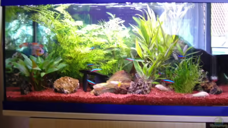 Aquarium Hauptansicht von Becken 1558 Aquarium Hauptansicht von Becken 1558