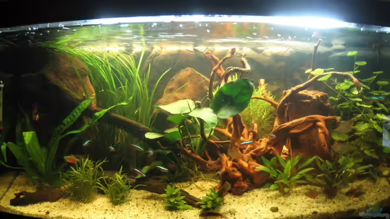 Aquarium Hauptansicht von Becken 15647 Aquarium Hauptansicht von Becken 15647