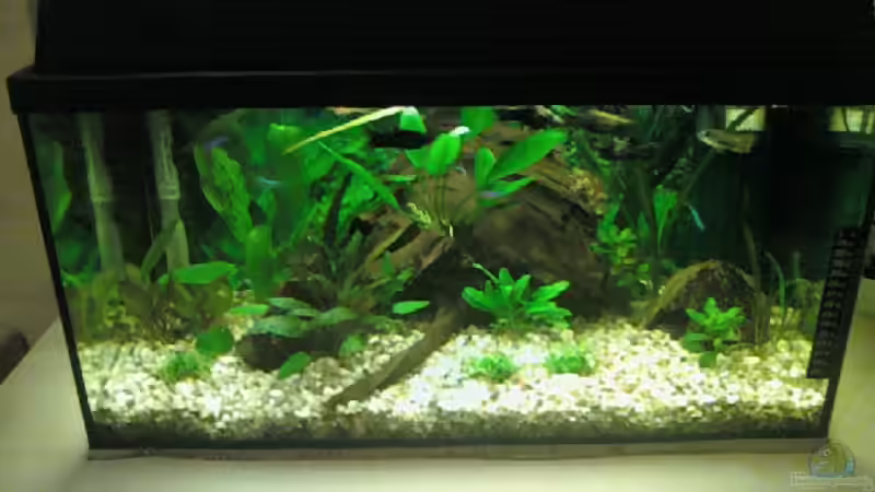 Aquarium Hauptansicht von Becken 15724 Aquarium Hauptansicht von Becken 15724