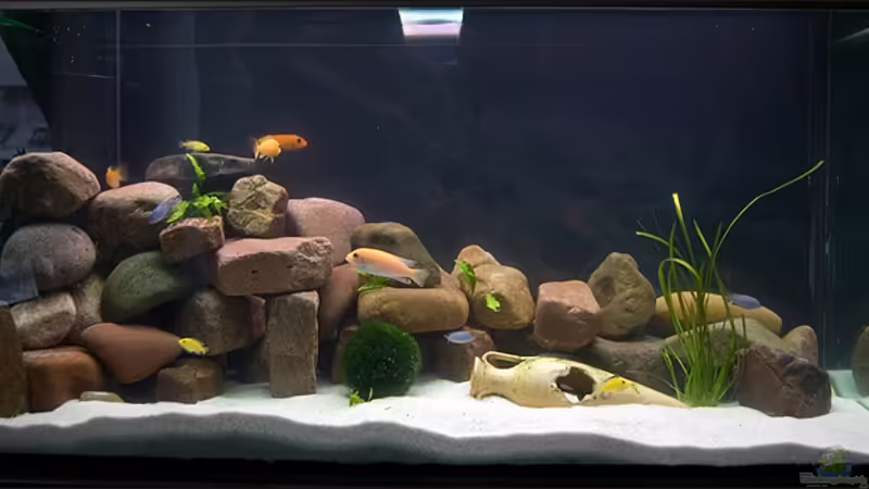 Aquarium Hauptansicht von Becken 15732 Aquarium Hauptansicht von Becken 15732