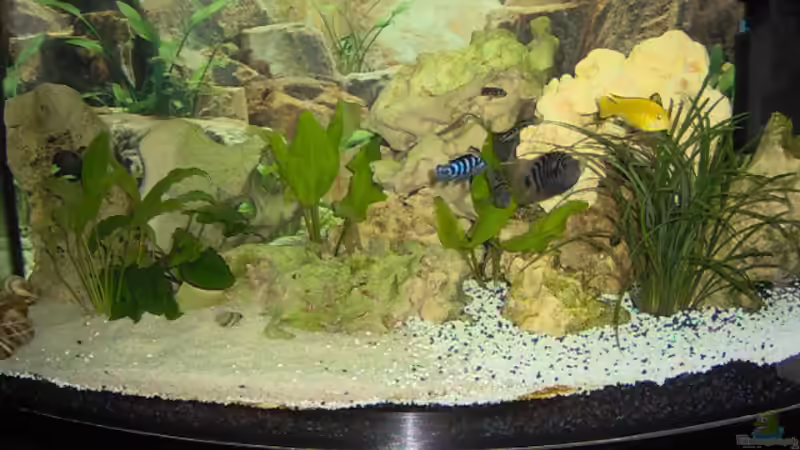 Aquarium Hauptansicht von Becken 1577 Aquarium Hauptansicht von Becken 1577