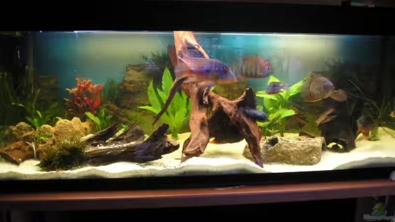 Aquarium Hauptansicht von Becken 1578 Aquarium Hauptansicht von Becken 1578