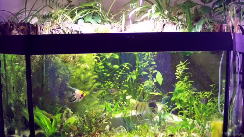 Aquarium Hauptansicht von Becken 1579 Aquarium Hauptansicht von Becken 1579