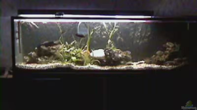 Aquarium Hauptansicht von Becken 158 Aquarium Hauptansicht von Becken 158