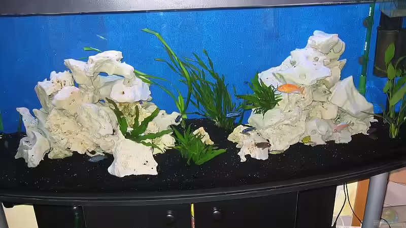 Aquarium Hauptansicht von Becken 1580 Aquarium Hauptansicht von Becken 1580