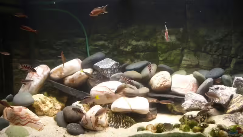 Aquarium Hauptansicht von Becken 1582 Aquarium Hauptansicht von Becken 1582