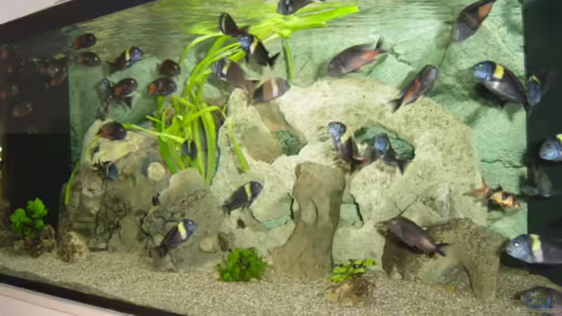 Aquarium Hauptansicht von Becken 1583 Aquarium Hauptansicht von Becken 1583