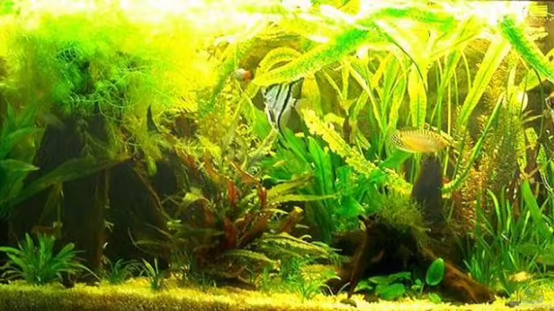 Aquarium Hauptansicht von Becken 1588 Aquarium Hauptansicht von Becken 1588