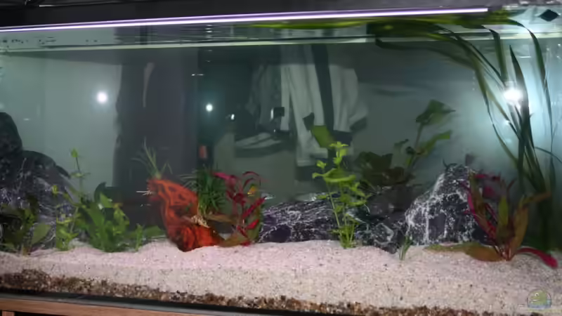 Aquarium Hauptansicht von Becken 15893 Aquarium Hauptansicht von Becken 15893