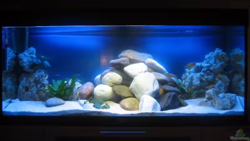 Aquarium Hauptansicht von Becken 15894 Aquarium Hauptansicht von Becken 15894