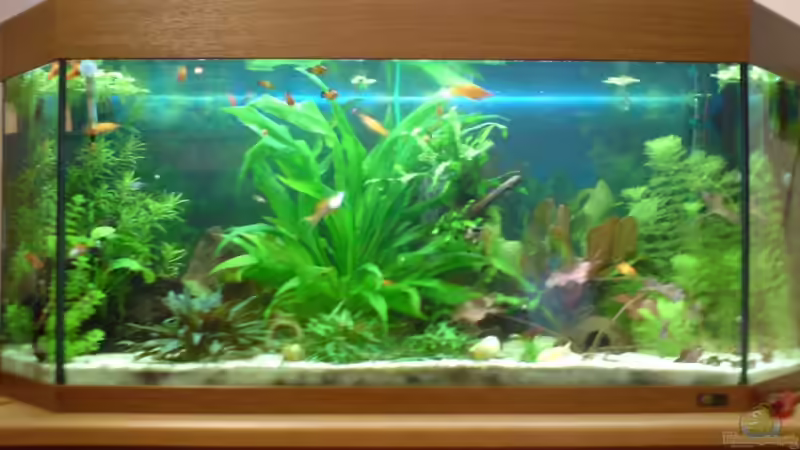 Aquarium Hauptansicht von Becken 15911 Aquarium Hauptansicht von Becken 15911