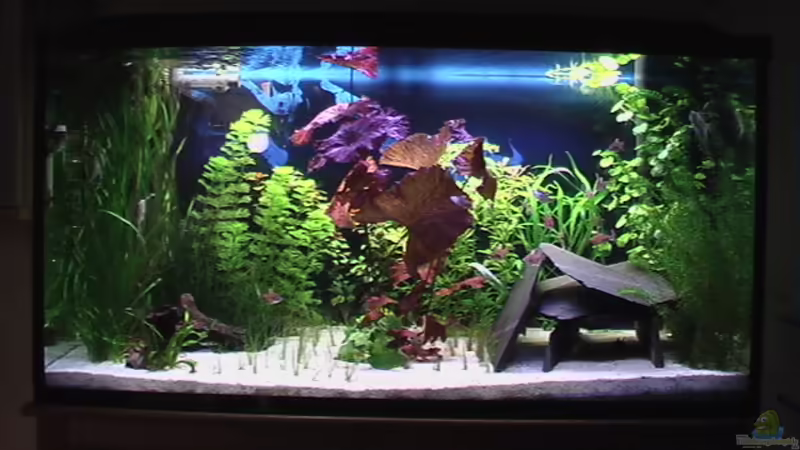 Aquarium Hauptansicht von Becken 1592 Aquarium Hauptansicht von Becken 1592