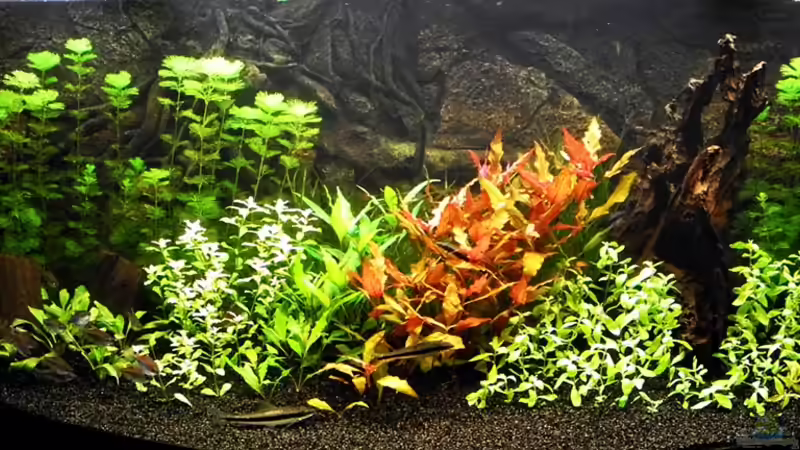 Aquarium Hauptansicht von Becken 15995 Aquarium Hauptansicht von Becken 15995