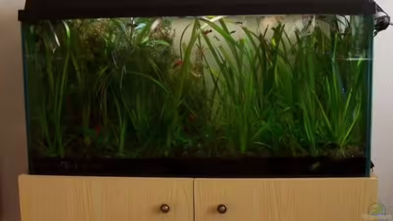 Aquarium Hauptansicht von Becken 1602 Aquarium Hauptansicht von Becken 1602