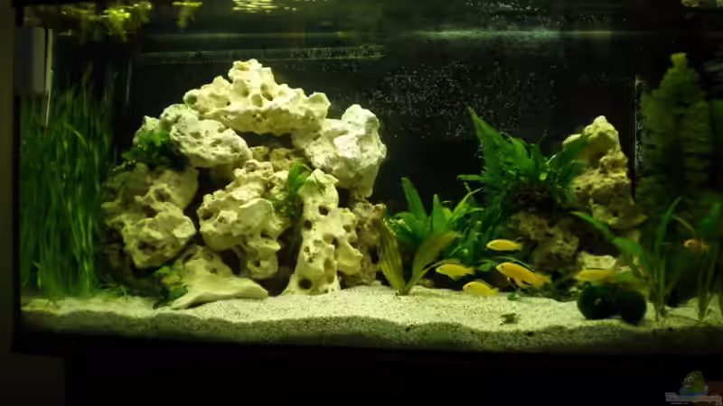 Aquarium Hauptansicht von Becken 16030 Aquarium Hauptansicht von Becken 16030