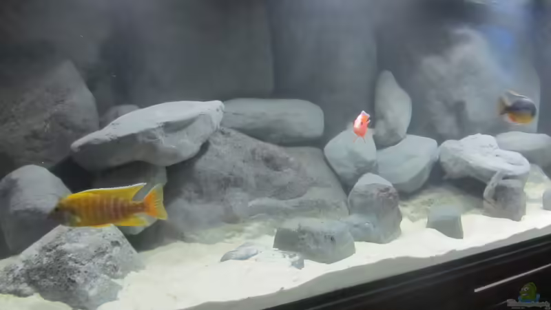 Aquarium Hauptansicht von Becken 16041 Aquarium Hauptansicht von Becken 16041