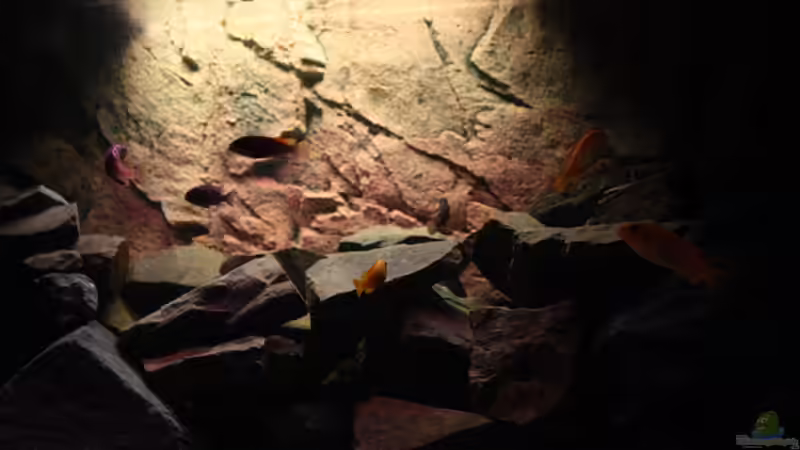 Aquarium Hauptansicht von Becken 16059 Aquarium Hauptansicht von Becken 16059