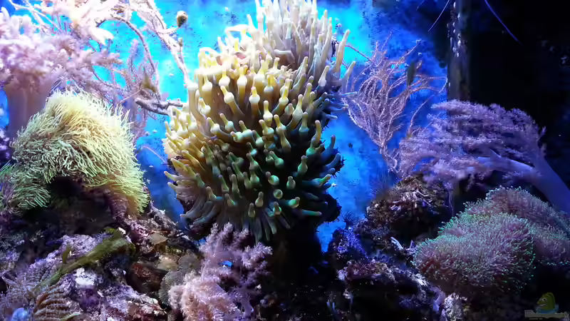 Aquarium Hauptansicht von Becken 16068 Aquarium Hauptansicht von Becken 16068