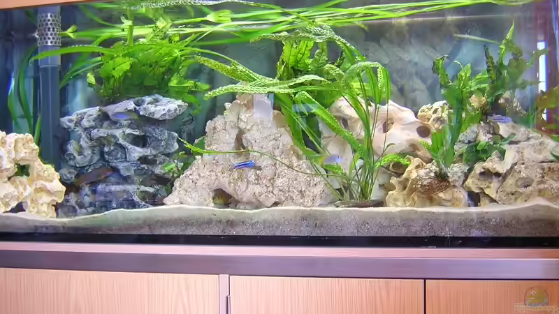 Aquarium Hauptansicht von Becken 1613 Aquarium Hauptansicht von Becken 1613