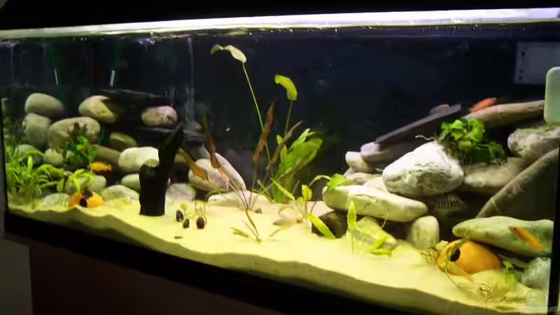 Aquarium Hauptansicht von Becken 1618 Aquarium Hauptansicht von Becken 1618